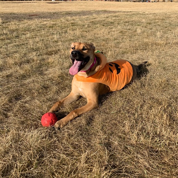 SOLD - Dog Halloween Costume π - Picture 6 of 6